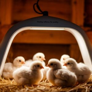 Safe Heating Solutions for Poultry: Winter Protection Tips